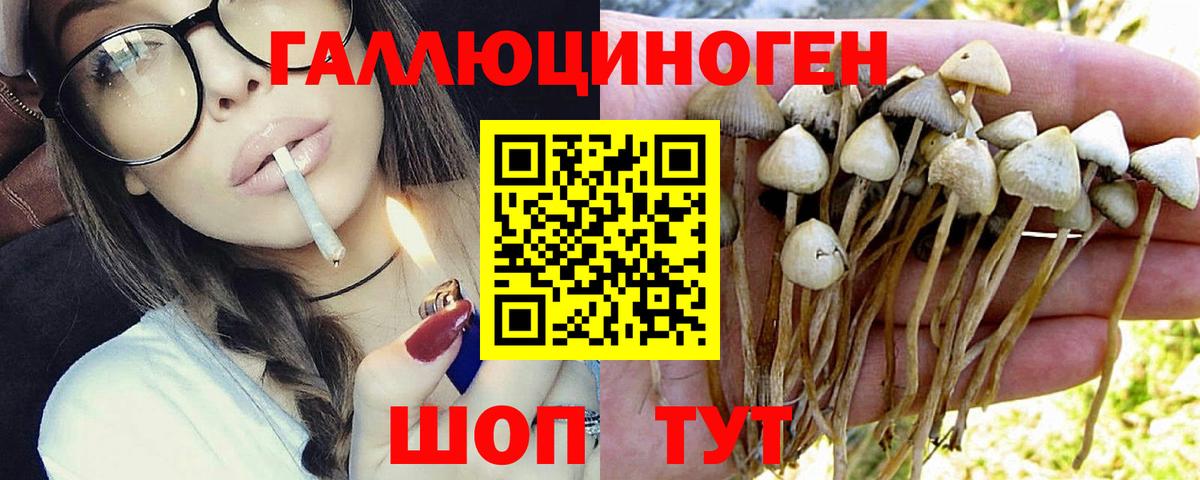 Псилоцибиновые грибы GOLDEN TEACHER Мыски